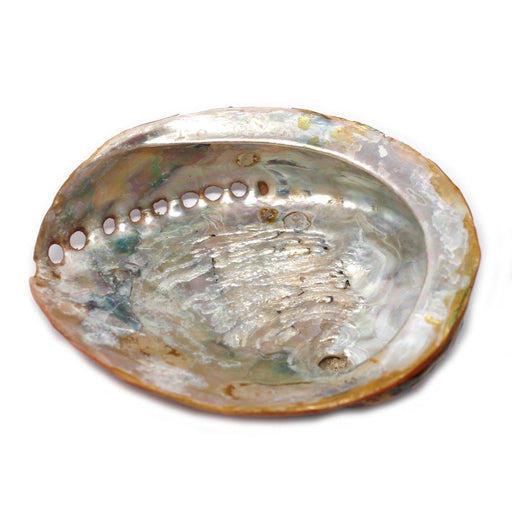 Natural Shell Soap Dish - The Present Picker