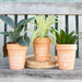 Bloom Where You Are Planted Terracotta Plant Pot - The Present Picker